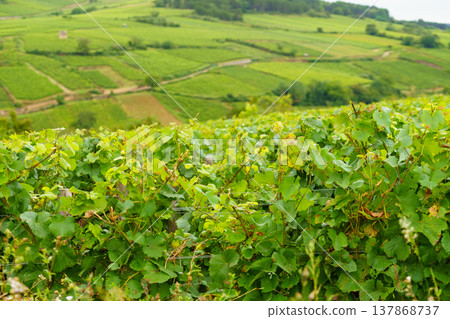 Green vineyards. Pommard wine region, Bourgogne-Franche-Comte in France. Route des Grands Crus. Green vineyards. Pommard wine region, Bourgogne-Franche-Comte in France. Route des Grands Crus. 137868737