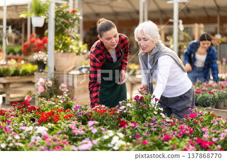Female salesperson helps elderly woman choose chinese carnation Female salesperson helps elderly woman choose chinese carnation 137868770