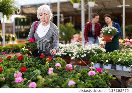 Elderly woman choosing geranium in flower shop Elderly woman choosing geranium in flower shop 137868773