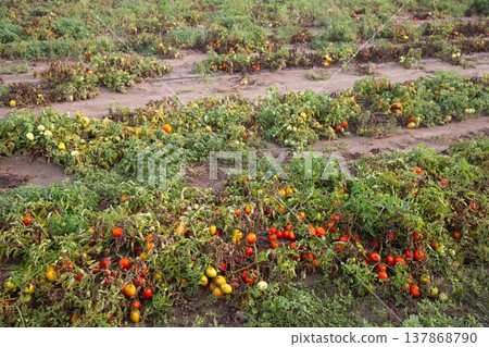 Damaged tomato plants on field after storm Damaged tomato plants on field after storm 137868790