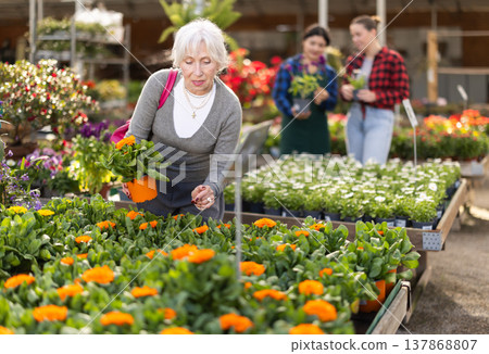 Elderly female customer near display case with calendula carefully selects pot with young seedlings. 137868807