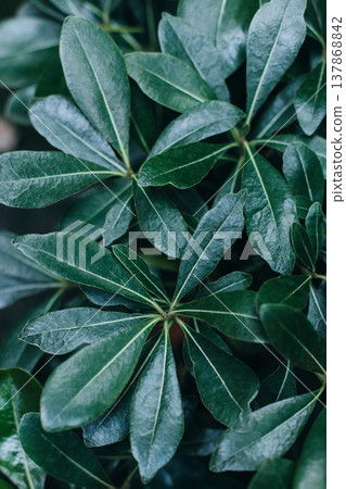 Fresh green leaves in a summer garden. 137868842