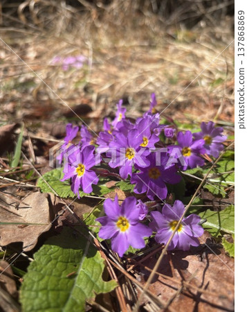 purple wild flowers in the forest 137868869