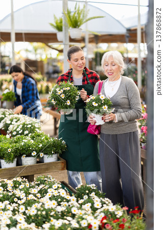 Mature woman selects agryranthemum flowers with the help of a staff member in greenhouse 137868872