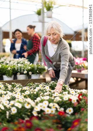 Elderly woman chooses daisy chrysanthemum in flower shop Elderly woman chooses daisy chrysanthemum in flower shop 137868941