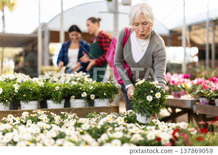 Mature woman selects agryranthemum flowers in shop Mature woman selects agryranthemum flowers in shop 137869059