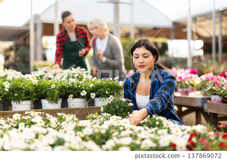 Young woman chooses daisy chrysanthemum in flower shop 137869072