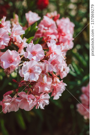 Beautiful pink oleander flowers on a summer street. Beautiful pink oleander flowers on a summer street. 137869279