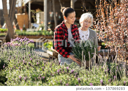 Two women select potted lavender flowers in greenhouse Two women select potted lavender flowers in greenhouse 137869283