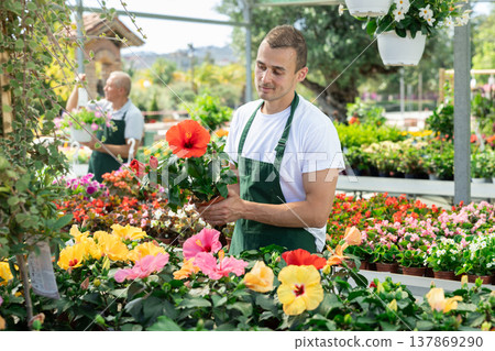 Male employee of garden shopping center inspects product, pot with hibiscus. Male employee of garden shopping center inspects product, pot with hibiscus. 137869290
