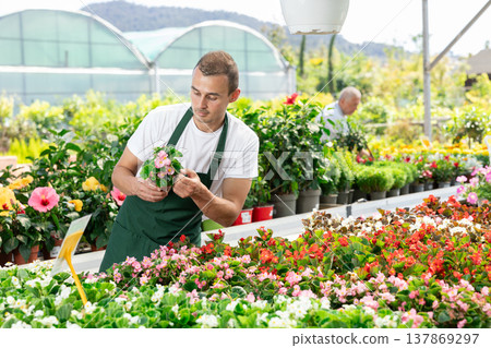 Young florist in an apron takes care of begonia in pots in large greenhouse 137869297