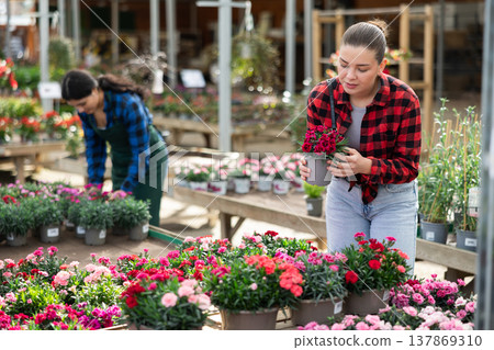 Young woman choosing garden carnation in flower shop Young woman choosing garden carnation in flower shop 137869310