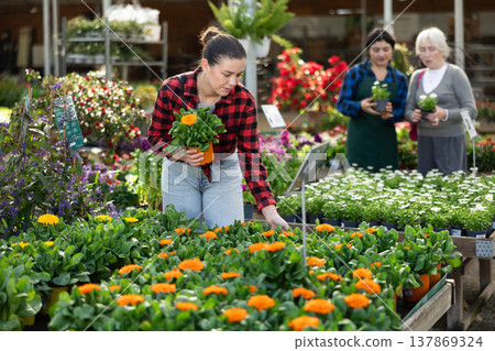 Young female customer near display case with calendula carefully selects pot with seedlings. Young female customer near display case with calendula carefully selects pot with seedlings. 137869324