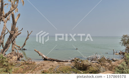 埃塞俄比亞阿弗雷拉湖荒涼的湖岸 137869378