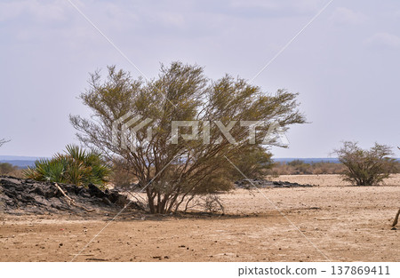 一種生長於衣索比亞達納基勒窪地火山地區的乾燥灌木。 137869411