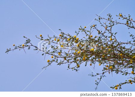 A branch of acacia tree bearing yellow flowers against a blue sky. 137869413