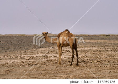 一頭單峰駱駝佇立在衣索比亞的達納基勒沙漠。 137869426