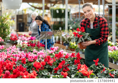 Young saleswoman holding pots of cyclamen 137869441