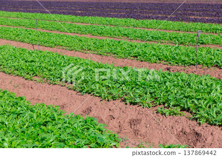 Rows of harvest of arugula on farm field Rows of harvest of arugula on farm field 137869442