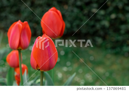 Beautiful red tulip flowers in a spring garden. 137869481