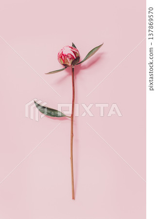 Beautiful pink peony on a pink pastel background. Beautiful pink peony on a pink pastel background. 137869570