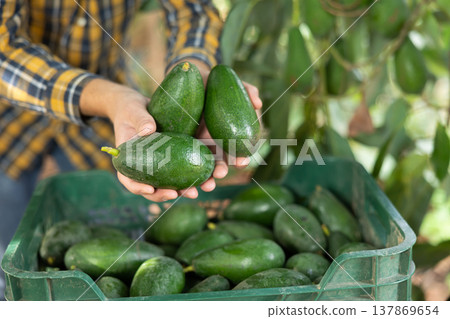 Full avocado box on the ground in fruit plantation 137869654