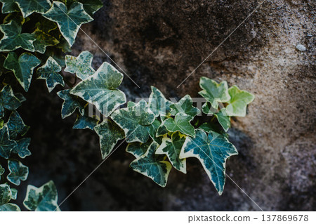 Fresh green ivy leaves on a stone background. Fresh green ivy leaves on a stone background. 137869678