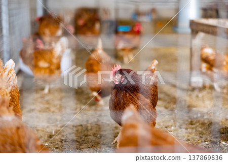 View through cage of hens in henhouse View through cage of hens in henhouse 137869836