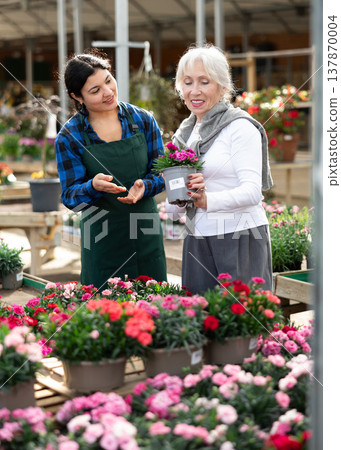 Female salesperson helps elderly woman choose garden carnation 137870004