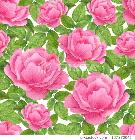 Seamless pattern: large pink garden roses and small buds among rich green leaves and branches on a white background. Theme: Gardening. Technique: watercolor illustration with a soft line texture; 137870045