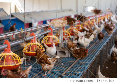 Brown and white chickens walking and eating in henhouse Brown and white chickens walking and eating in henhouse 137870102