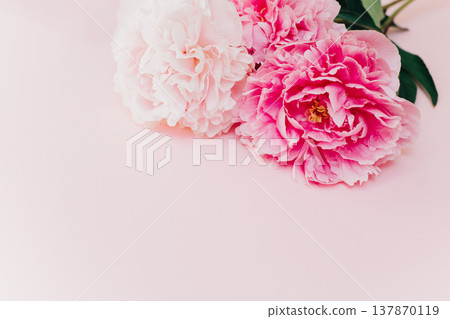 Beautiful pink peonies on a pink pastel background. Beautiful pink peonies on a pink pastel background. 137870119