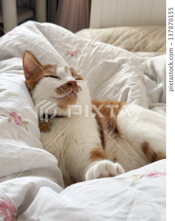 A domestic ginger and white cat. Sleeps on a bed with its head thrown back. Close-up. A domestic ginger and white cat. Sleeps on a bed with its head thrown back. Close-up. 137870155
