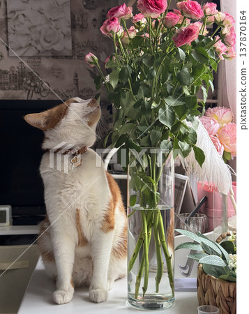 A ginger and white cat. Sits on a table by the window. Looks at a vase with a bouquet of roses. 137870164