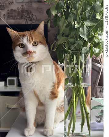 A ginger and white cat. Sits on a table by the window. Looks at the camera. A vase with a bouquet stands on the table. 137870165