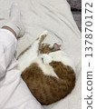 A cat sleeps, curled up at its owner's feet. Shot from above. 137870172