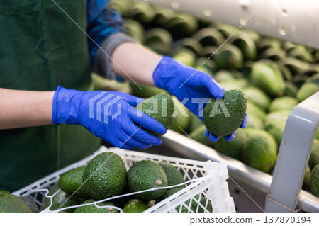 Hands of worker of sorting avocados on conveyor belt 137870194