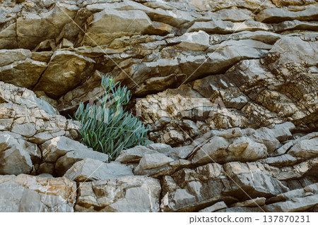 Green plant in a rock on the coast of the Adriatic Sea. 137870231