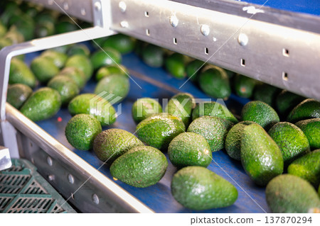 Ripe Hass avocado on sorting line at packaging factory Ripe Hass avocado on sorting line at packaging factory 137870294
