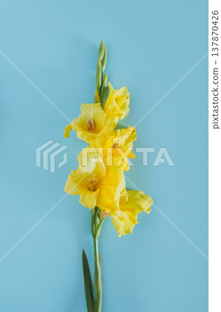 Beautiful yellow Gladiolus flower on a blue background. Beautiful yellow Gladiolus flower on a blue background. 137870426