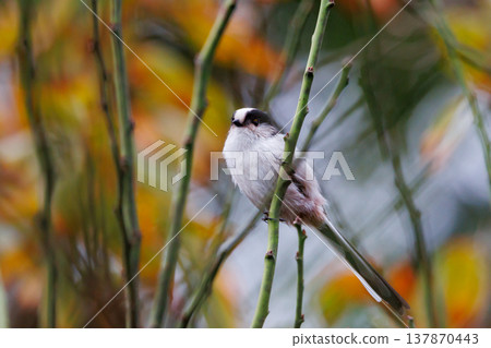 Long-tailed long-tailed small white bird popular for its cute gestures 137870443