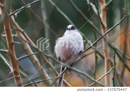 長尾長尾小白鳥因其可愛的手勢而廣受歡迎 長尾長尾小白鳥因其可愛的手勢而廣受歡迎 137870447