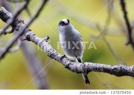 Long-tailed long-tailed small white bird popular for its cute gestures Long-tailed long-tailed small white bird popular for its cute gestures 137870450
