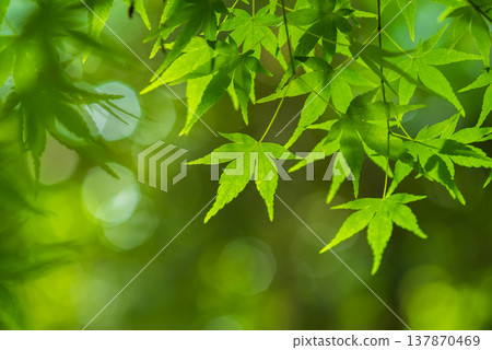 Fresh green leaves of maple trees (Momiji Valley, Mizusawa-cho, Yokkaichi City, Mie Prefecture) 137870469
