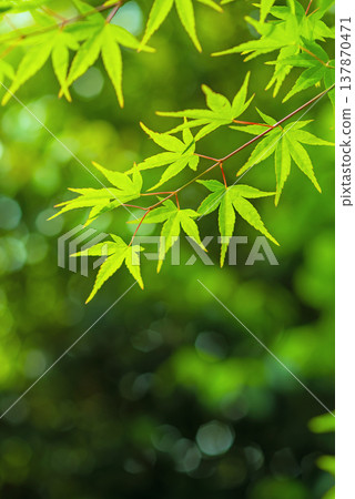 Fresh green leaves of maple trees (Momiji Valley, Mizusawa-cho, Yokkaichi City, Mie Prefecture) Fresh green leaves of maple trees (Momiji Valley, Mizusawa-cho, Yokkaichi City, Mie Prefecture) 137870471
