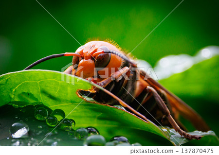 大黃蜂是體型較大、攻擊性極強的黃蜂，它們兇猛好鬥，而且會主動螫人。 137870475