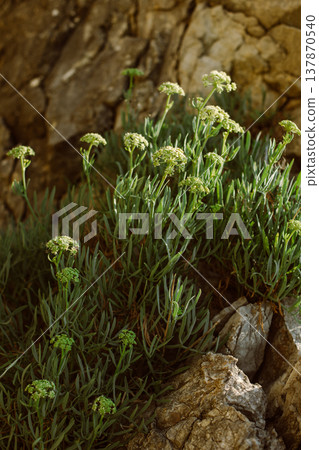 Green plants in a rock on the coast of the Adriatic Sea. Green plants in a rock on the coast of the Adriatic Sea. 137870540