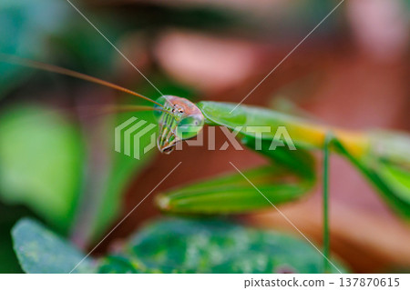 Mantis, a hunter with an inverted triangular face 137870615