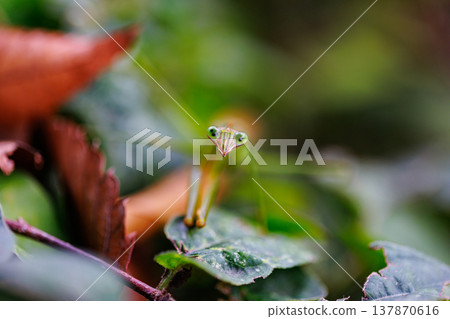 Mantis, a hunter with an inverted triangular face Mantis, a hunter with an inverted triangular face 137870616