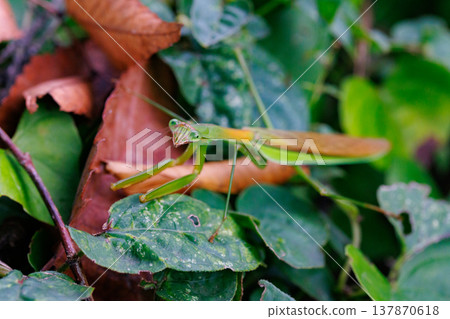 Mantis, a hunter with an inverted triangular face 137870618
